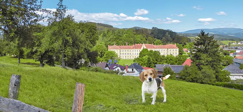 Urlaub mit Hund im Lavanttal